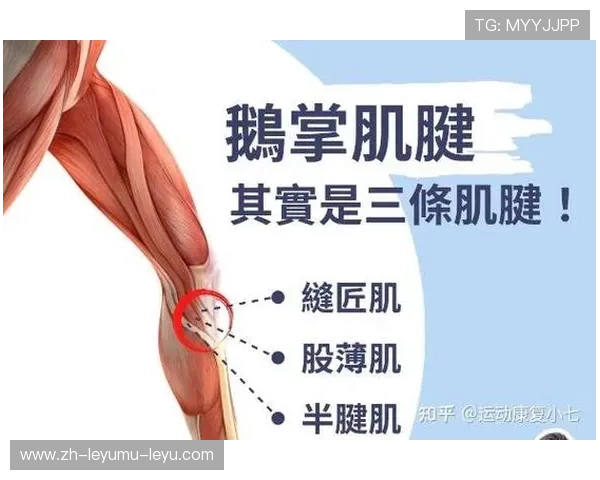 王凡懿右膝内侧副韧带损伤预计将缺席两至三周赛事